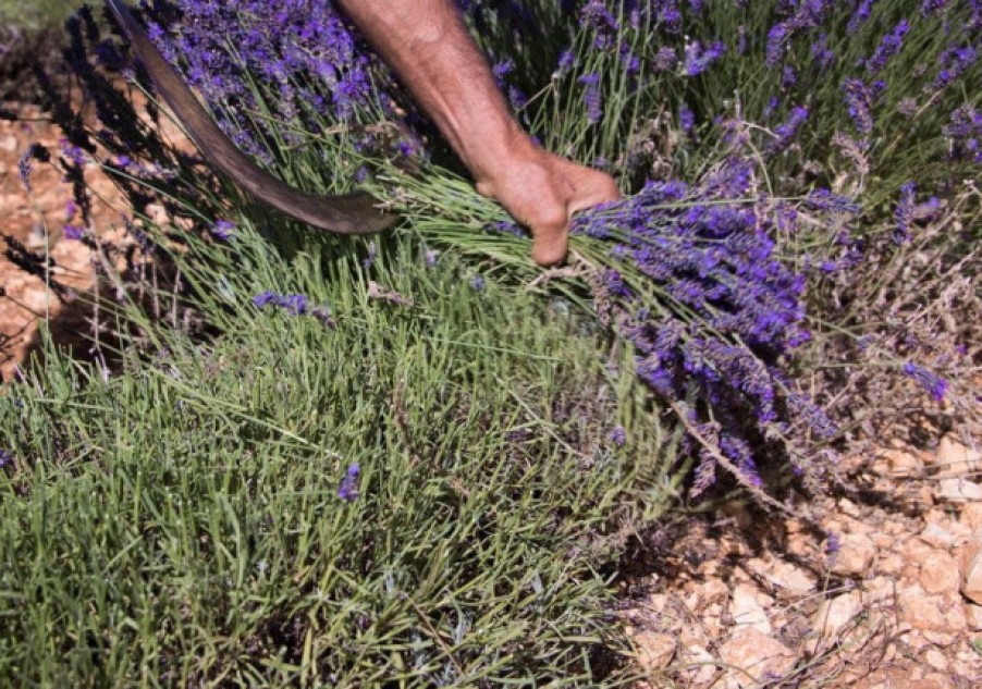 Beauty SPANISH | Lavender Bouquets | Spanish Shop Online